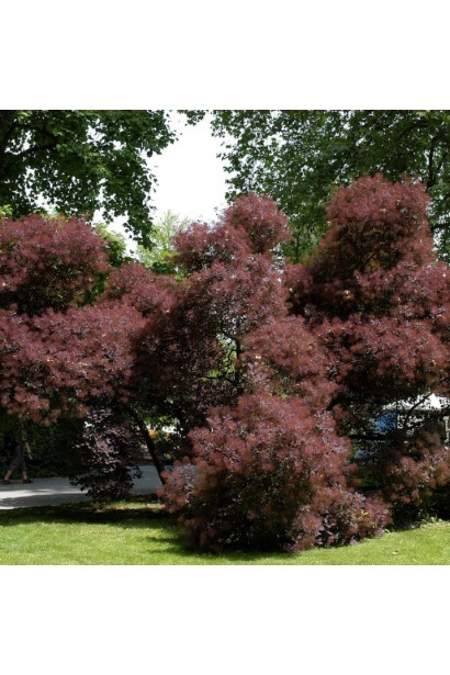 Скумпія Меджікал Торч у дорослому віці 